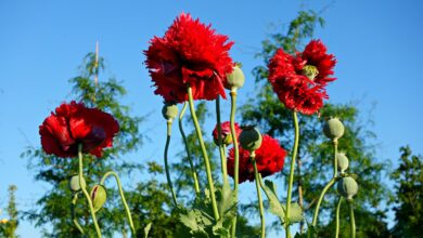 Welche Drogen kann man während der MPU nehmen?